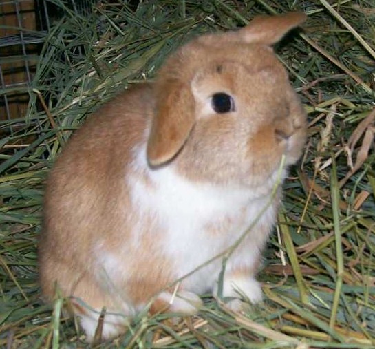 babybunnies045.jpg